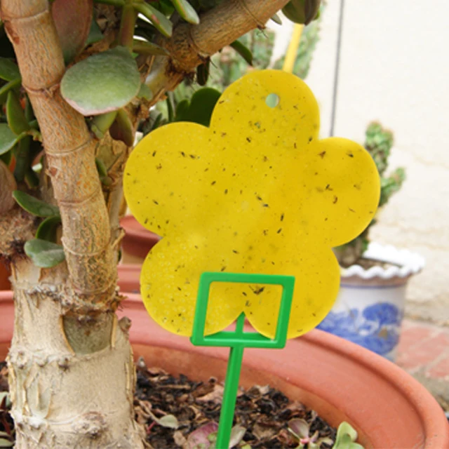 Yellow Sticky Trap Glue Trap in Flower Shape for Domestic and Garden Use