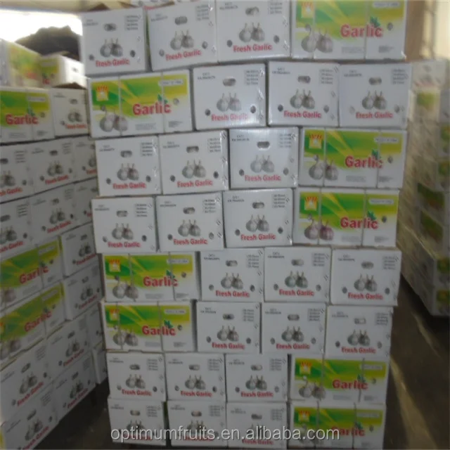 Fresh Alho Chinese 4p Pure White Garlic Seeds for Sale to Dubai Market