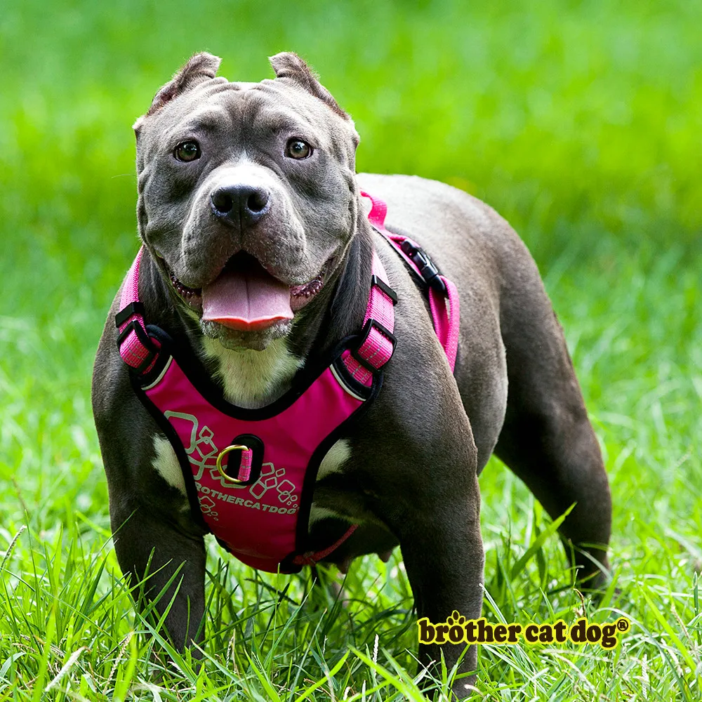 Service dog harness  Dog safety harness  Dog training equipment  Pet supplies   Pet products 2024