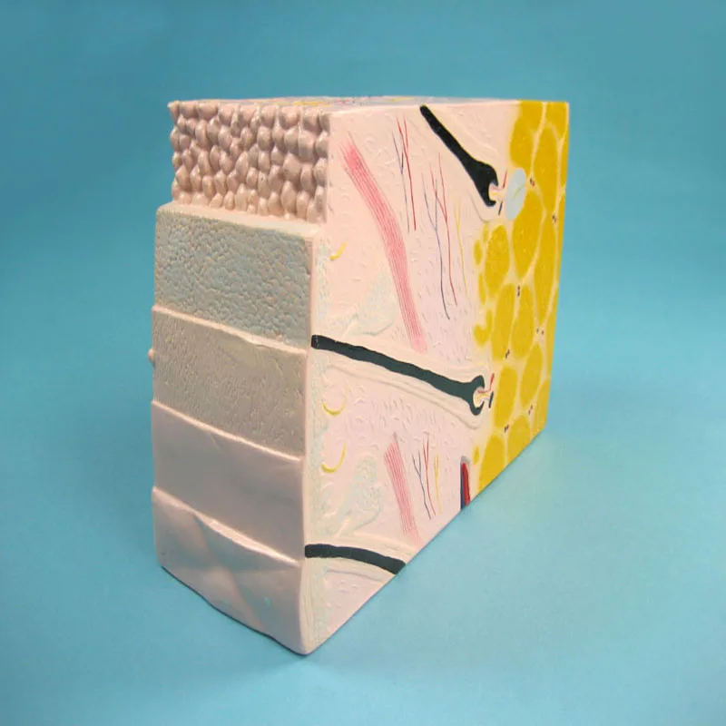Biology Teaching Aids Anatomical Human Skin Structure Model