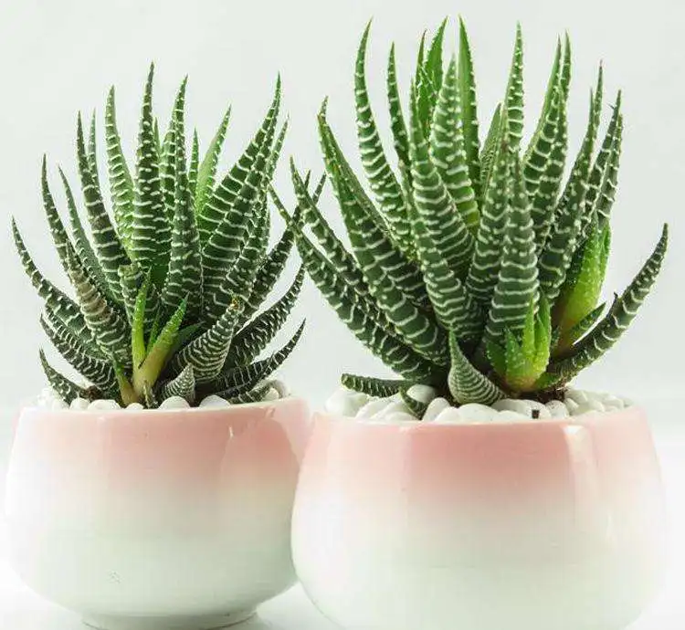 Мини бонсай Haworthia fasciata Haw суккуленты