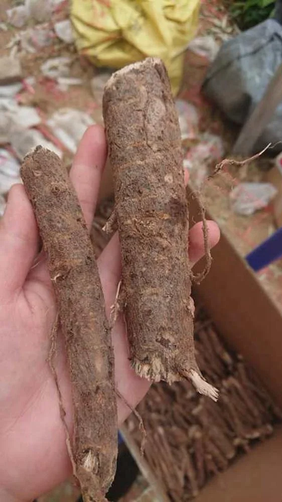 Paulownia roots 9501 Paulownia elongata Shantong Paulownia for Wholesale