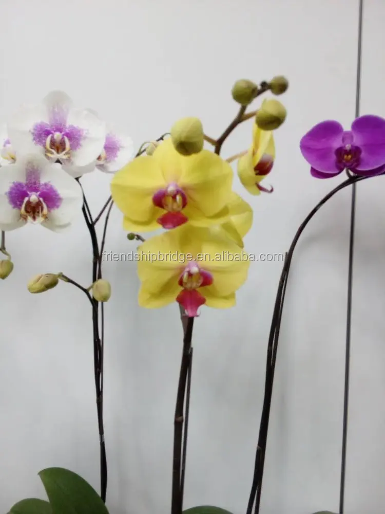 
Varieties of Orchid Phalaenopsis bonsai for sale 