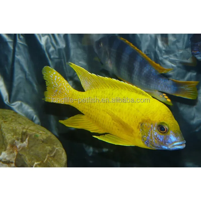 
Good Ornamental Benga Peacock From Lake Malawi 