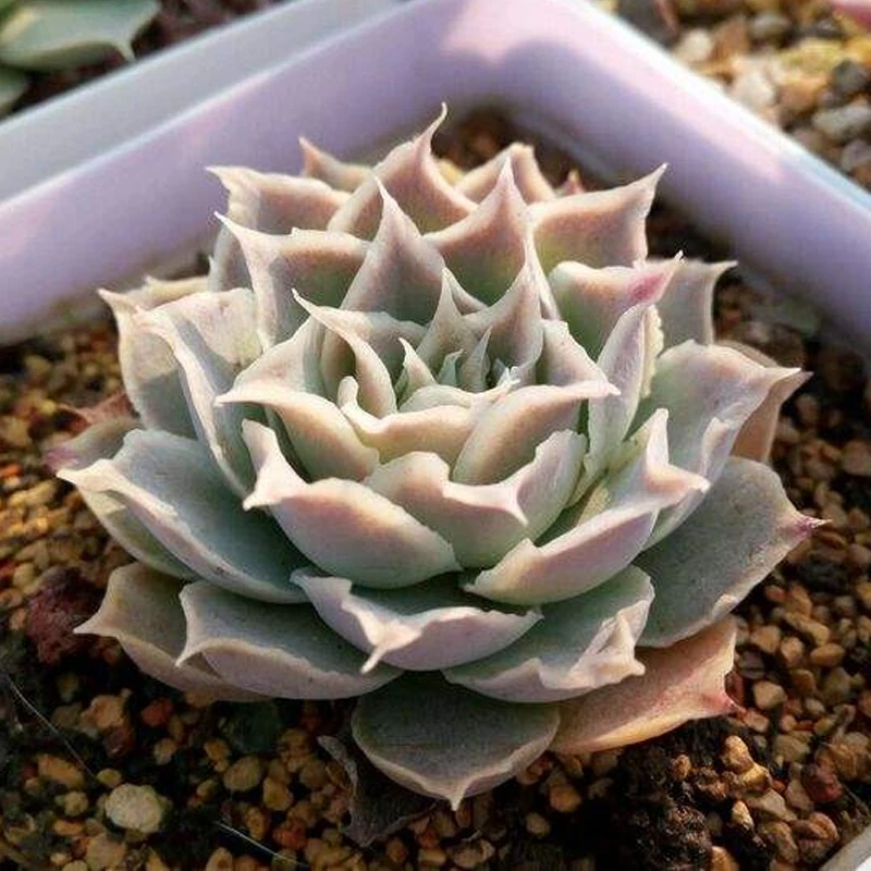 
Суккуленты для культивирования тканей 