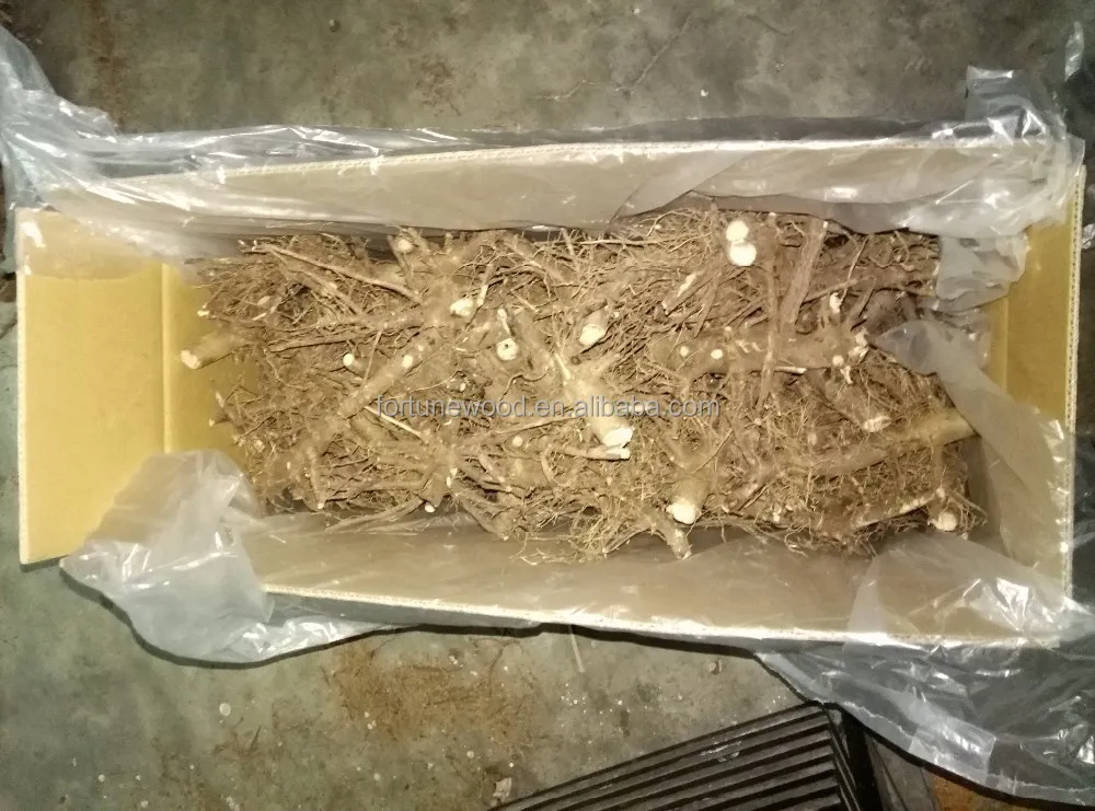 99% germination rate Paulownia Elongata roots cutting