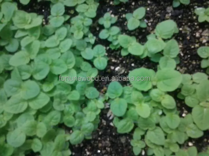 
Fast growing rate paulownia shan tong seeds 