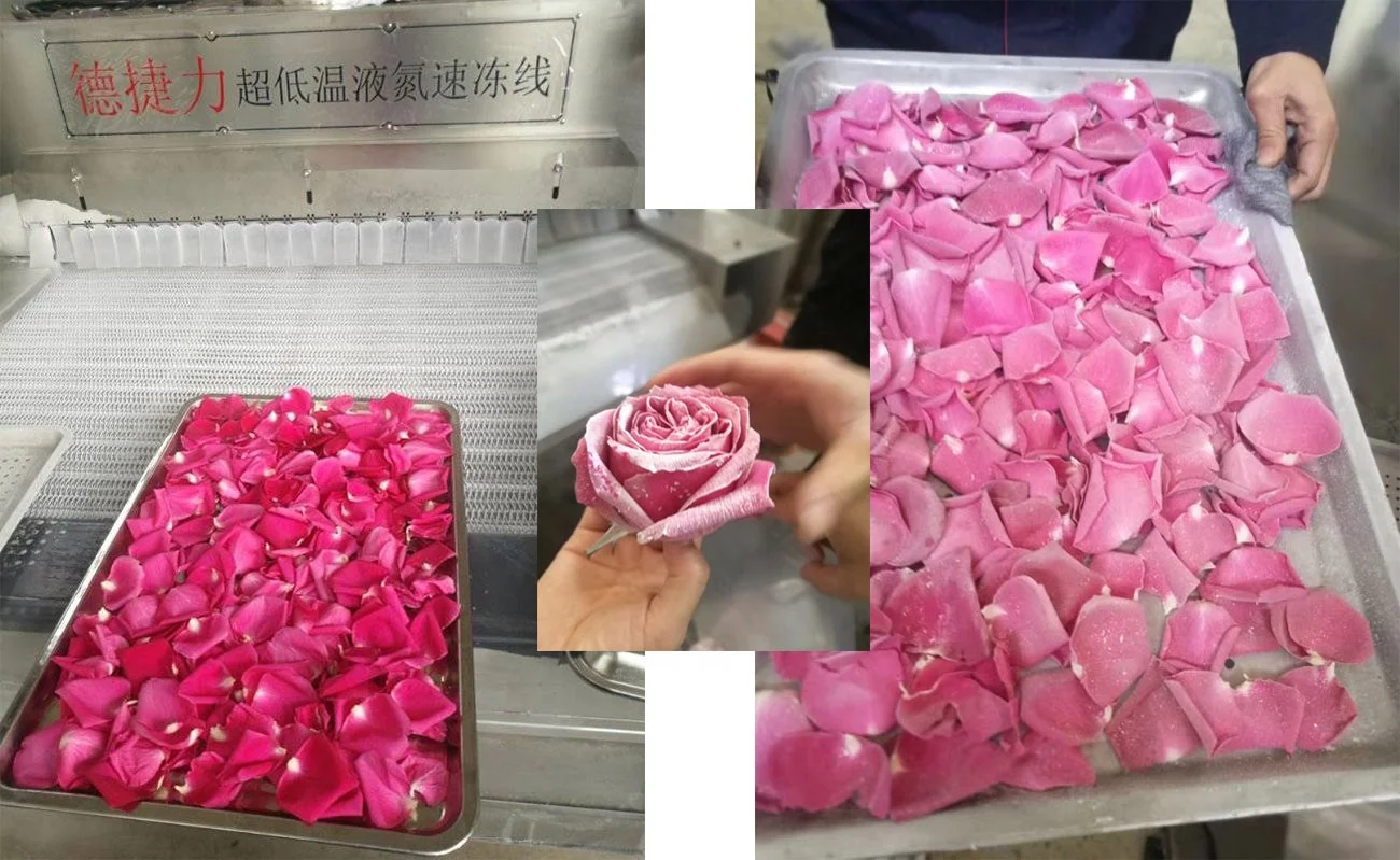 DJL tunnel industrial freezer/iqf freezing tunnel