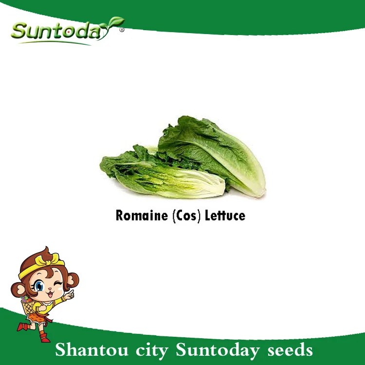 
Suntoday Hydroponics vegetable salad green romaine lettuce seeds 1kg/bag 