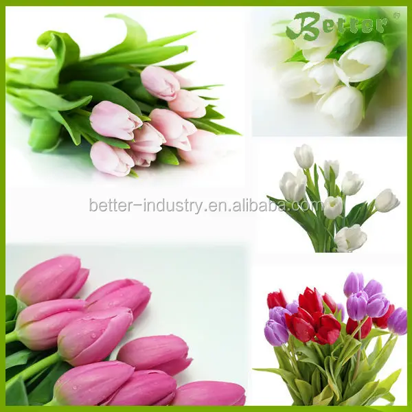 Multi Function Moringa Seed Oil Extraction Machine Price