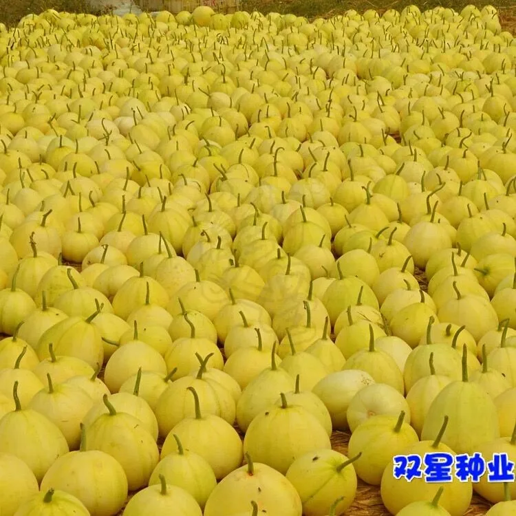 Sweet Girl 20 Chinese thin skin white hybrid melon seeds