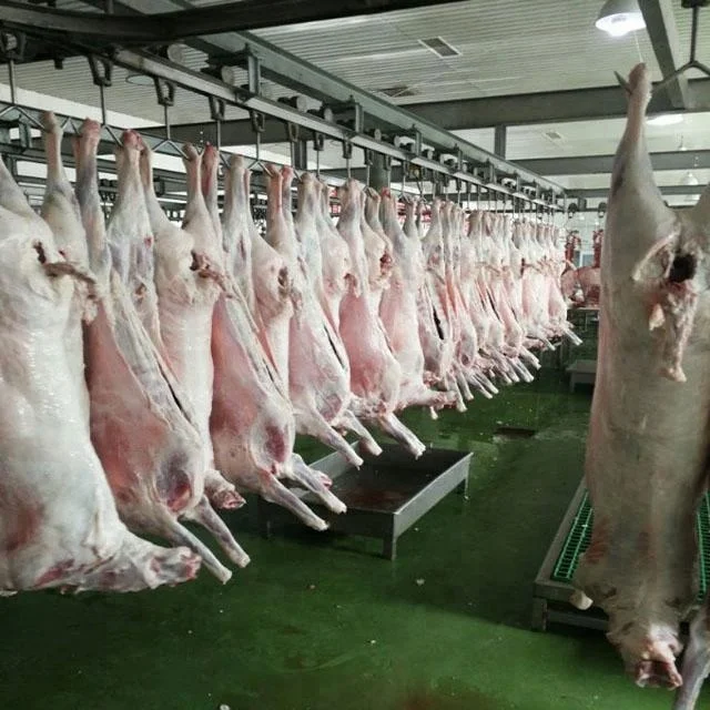 lamb carcass 20kg-24kg