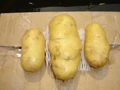 
chinese potato exporter 