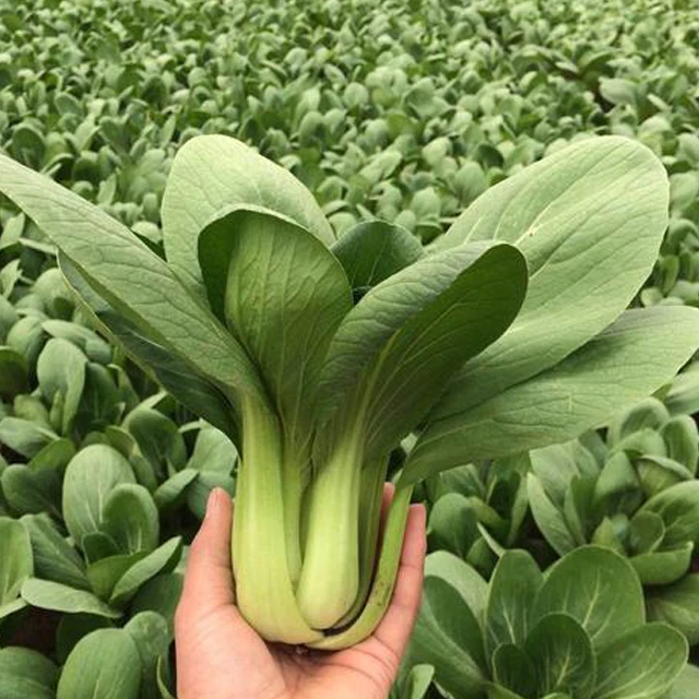 
Chinese Chard Asian vegetable green stalk cabbage seeds 500gr/bag 