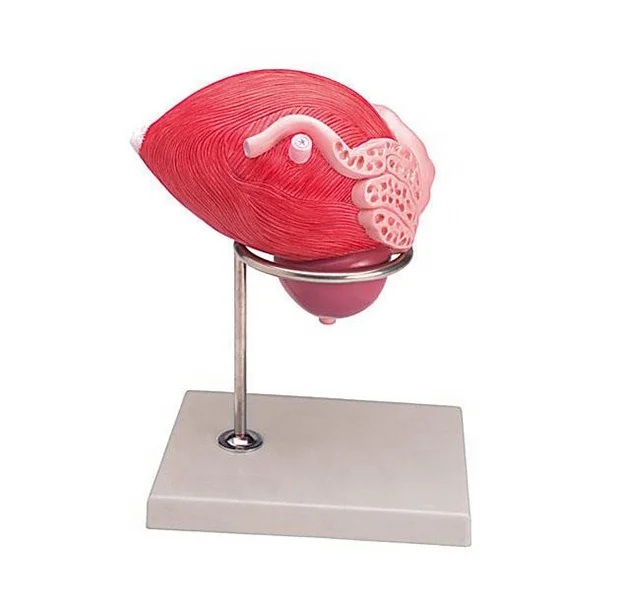 Enlarged Plastic Bladder and Prostate Anatomy Structure Model,urinary system model