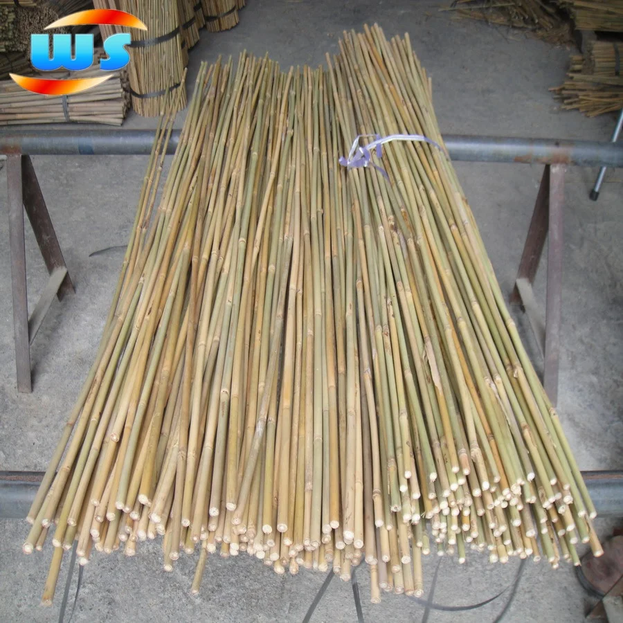 Raw bamboo cane