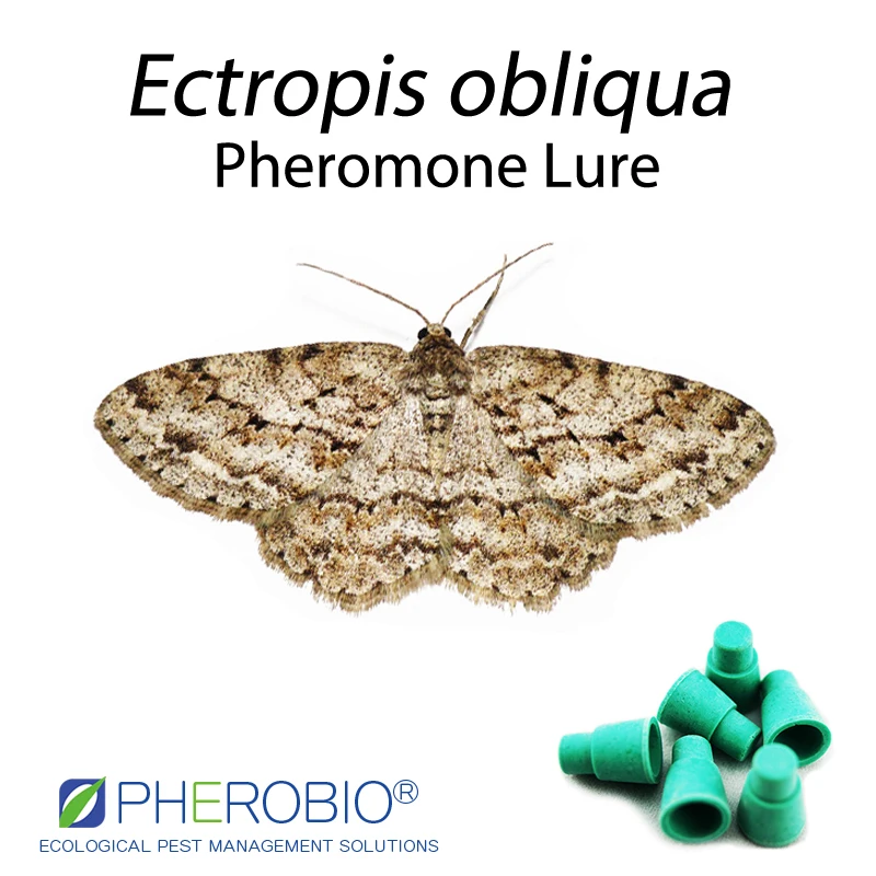 Tea geometrid moth ectropis obliqua pheromone lure pheromone trap