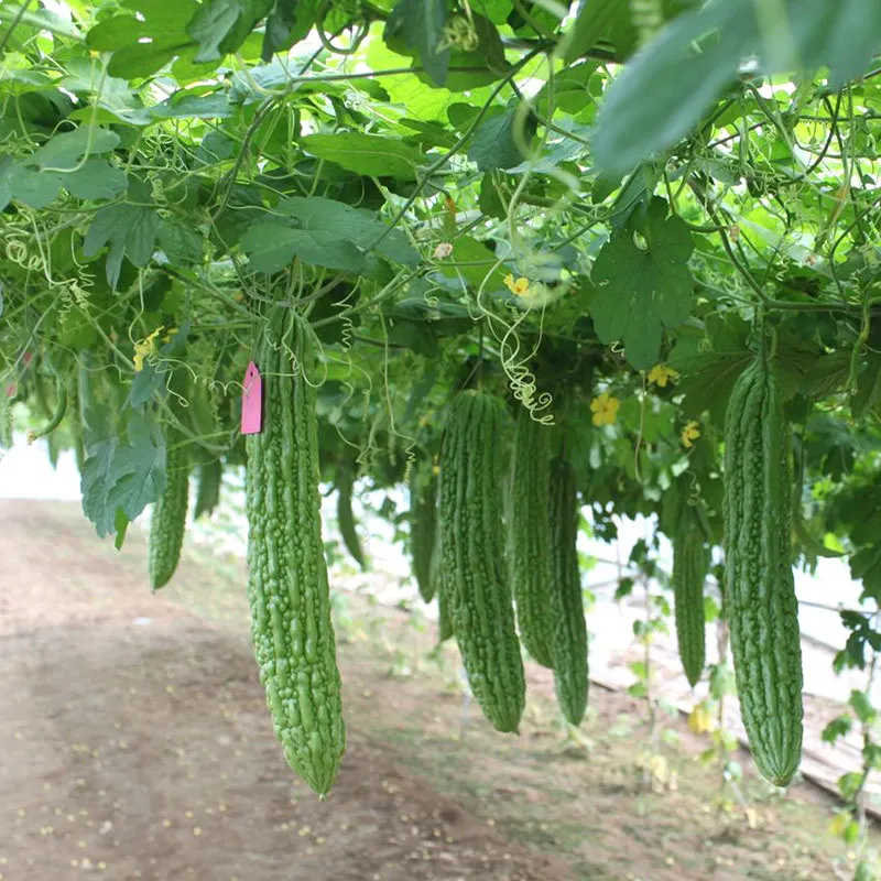 2021 китайские семена овощей, высококачественные семена горькой тыквы