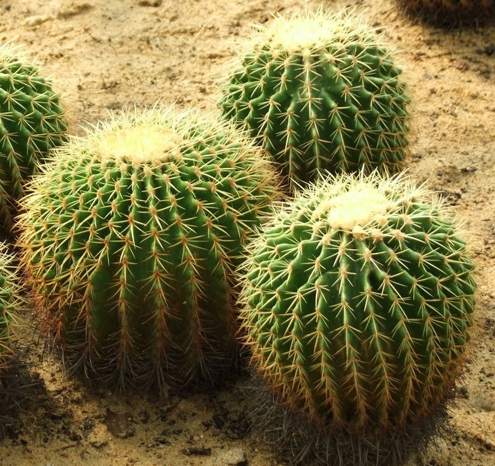 Кактус эхинокактус grusonii