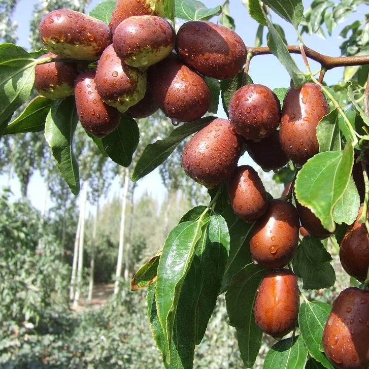 
Dried jujube Red dates factory wholesale prices 