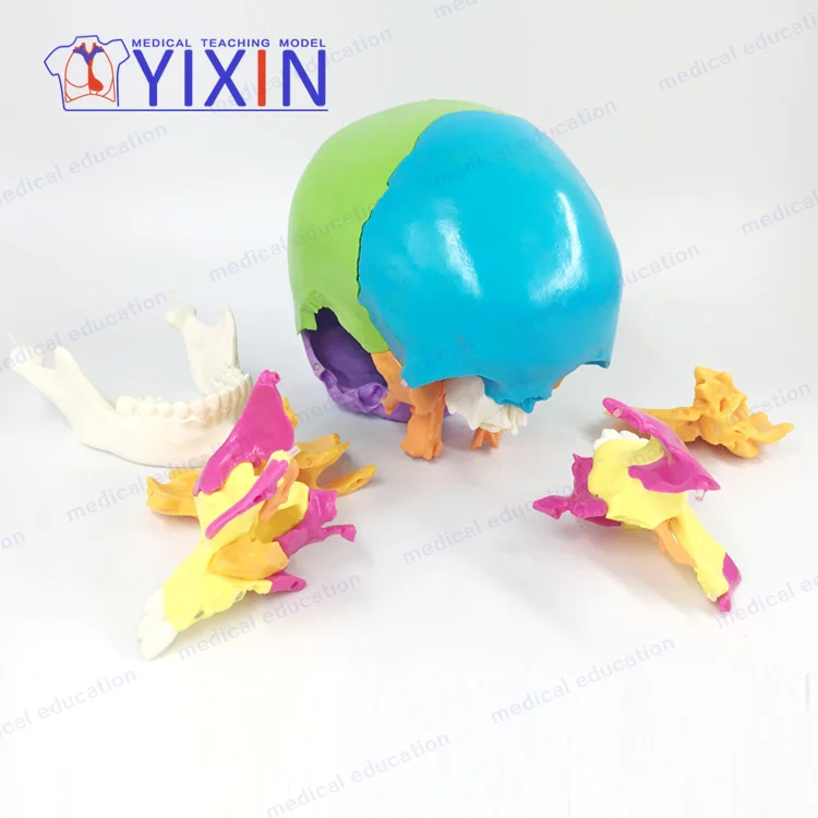 
Skull colorseparation model skull anatomical model detachable 22 part skull mold 