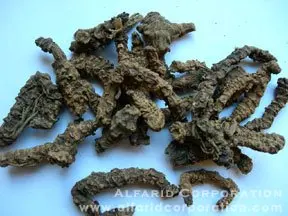 Valerian Roots Without Rootlets