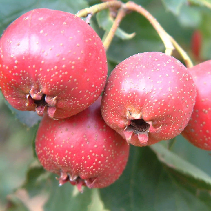 
Best selling Organic hawthorn 