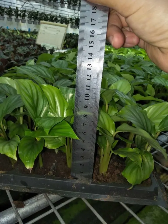 Калатея orbifolia поднос саженцев H8-10cm