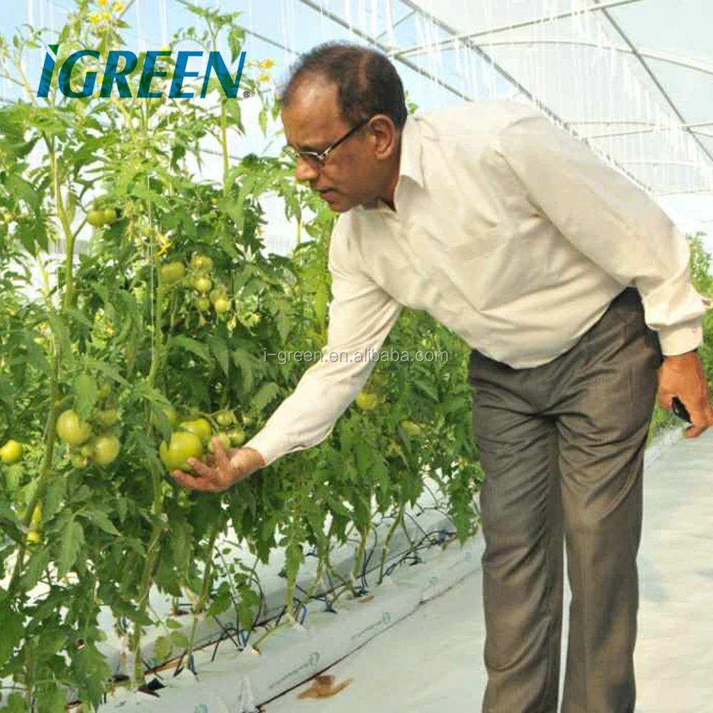 HOT sale natural ventilation greenhouse for tomato