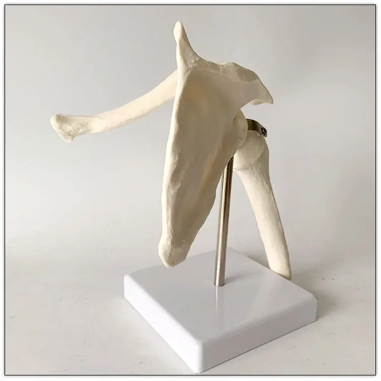 Human skeleton model shoulder joint model scapula medical teaching model