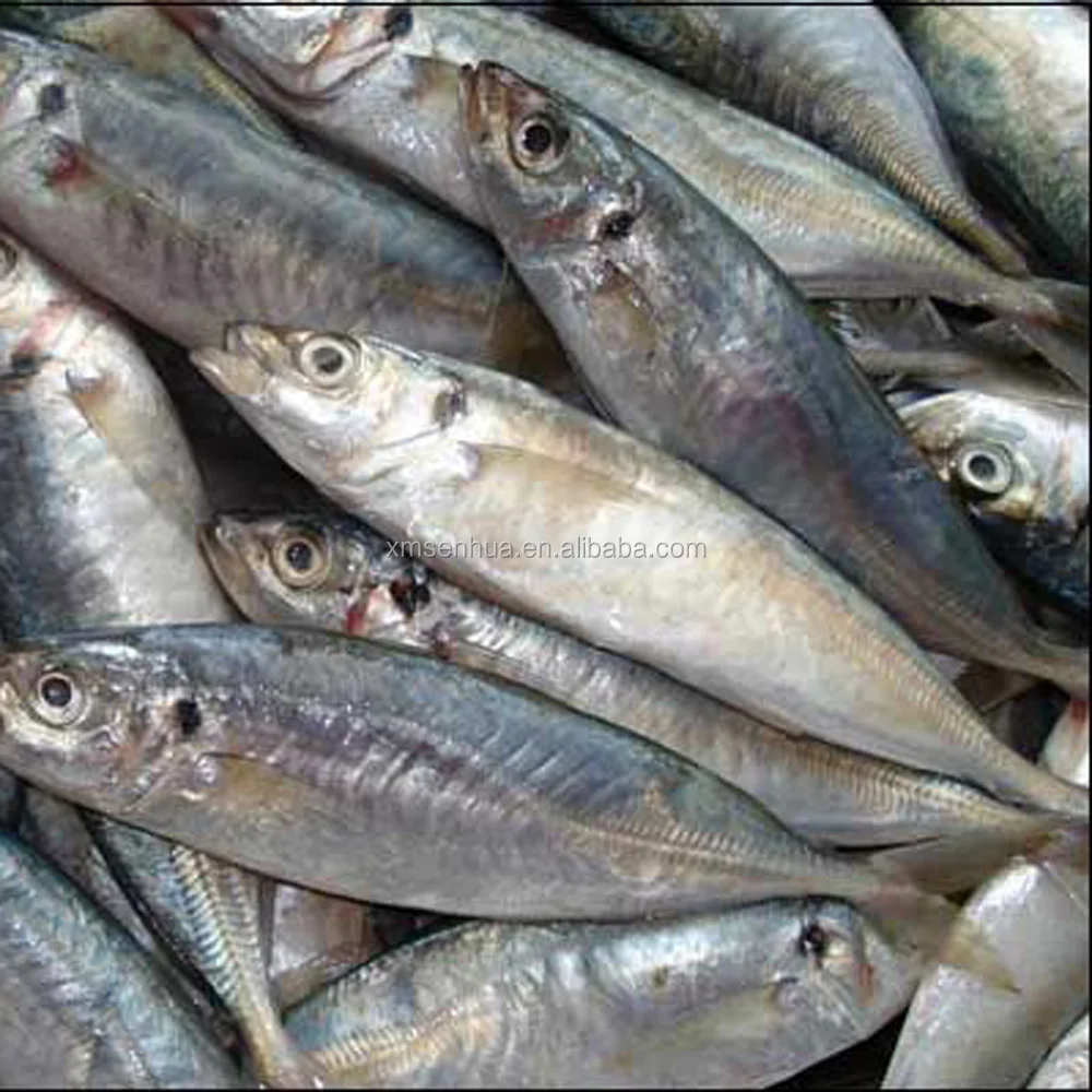 
frozen fish frozen horse mackerel price wholesale 