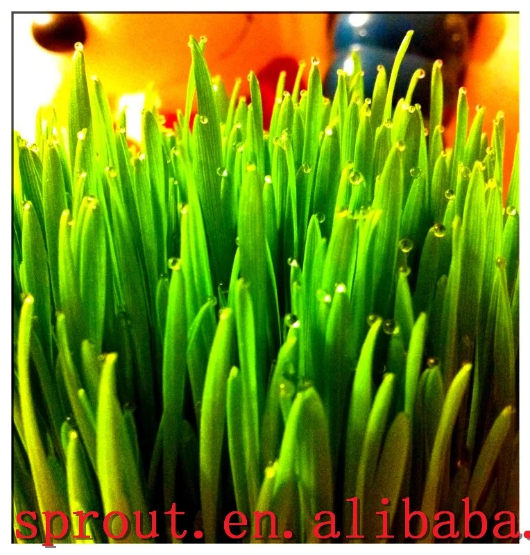 2019 New Type hydroponic fodder alfalfa equipment for animal feed