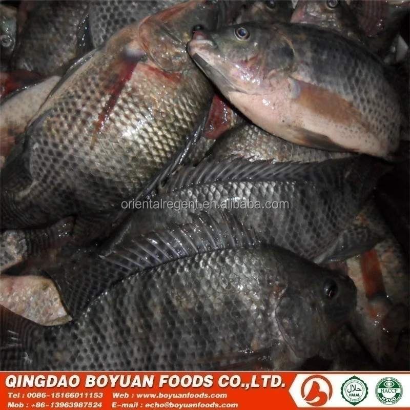 
tilapia 200-300g good selling in congo market africa 