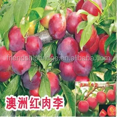 
Sale chinese prunus salicina fruit seedling 