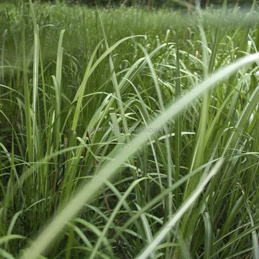 2021 Pennisetum purpureum Schum grass seeds forage seeds
