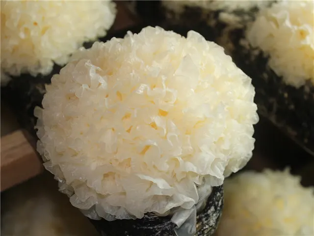 
Detan Fresh white wood ear mushrooms 