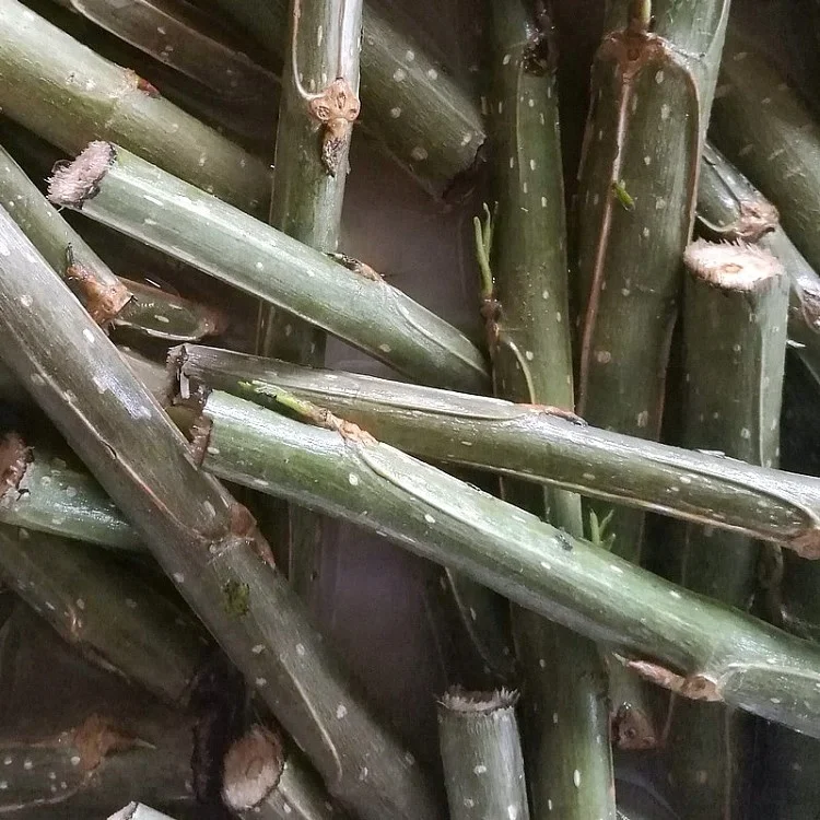 
chinese cheaper fast growth no catkin Alamo tree seedling trunk cut for planting 