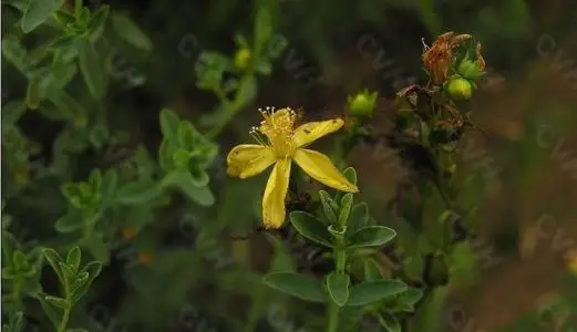 
Factory Supplier Natural Plant 0.3% St.Johns Wort Extract Powder 