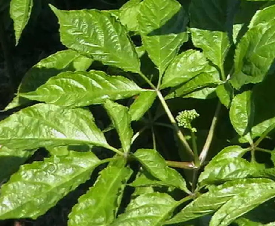 
1kg New Ren shen chinese High quality purity red ginseng seeds for planting 