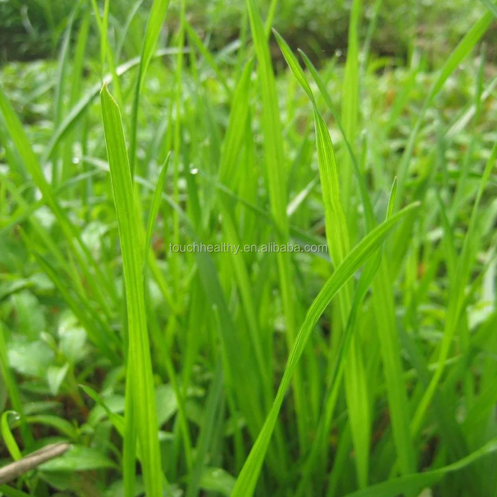 2021 perennial ryegrass seeds forage seeds grass seeds crude protein content in the stems and leaves