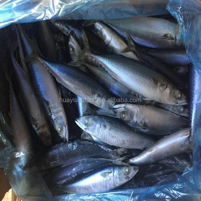 top urgent want to buy frozen pacific mackerel with competitive price