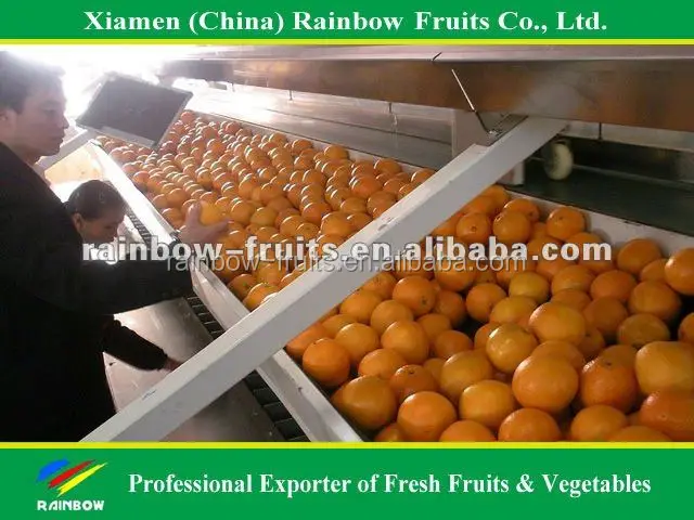 
Fresh Navel Orange Mandarin Fresh Orange Chinese Kino Pakistani Kino 