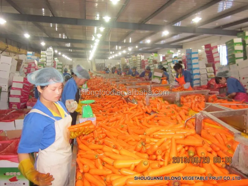 
2017 New Season chinese fresh red Carrot (Xiamen ,China) all the year round 