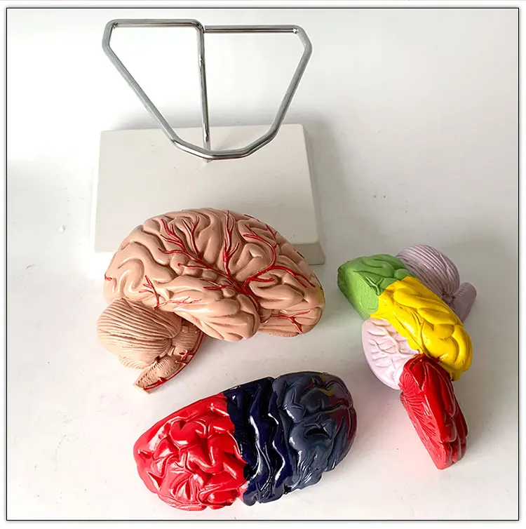 Human Brain model with functional region painted Colored Color brain anatomical model