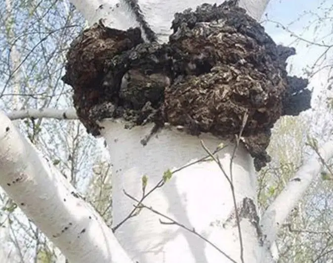 Сушеные белые грибы Bai hua rong порошок для