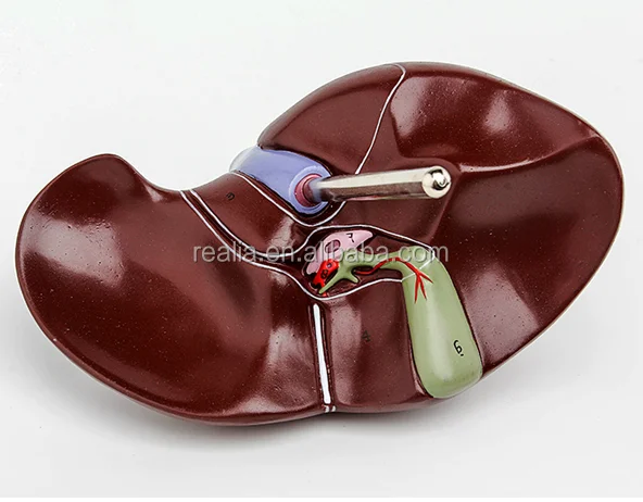 HM-BD-103 High quality Plastic Anatomical liver model