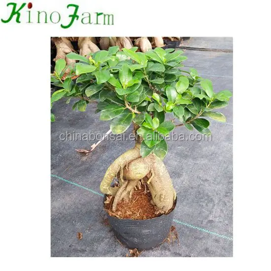 
 Zhangzhou kinofarm, оптовая продажа, растительный привитый женьшень фикус  