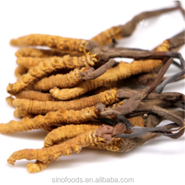 
Dong chong xia cao Cordyceps sinensis herbal remedies for cancer 