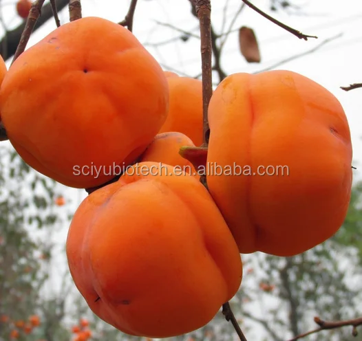 Food Grade Persimmon folium extract 10:1 Persimmon leaf extract powder
