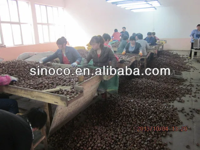 chinese chestnut chestnuts wholesale chestnut price
